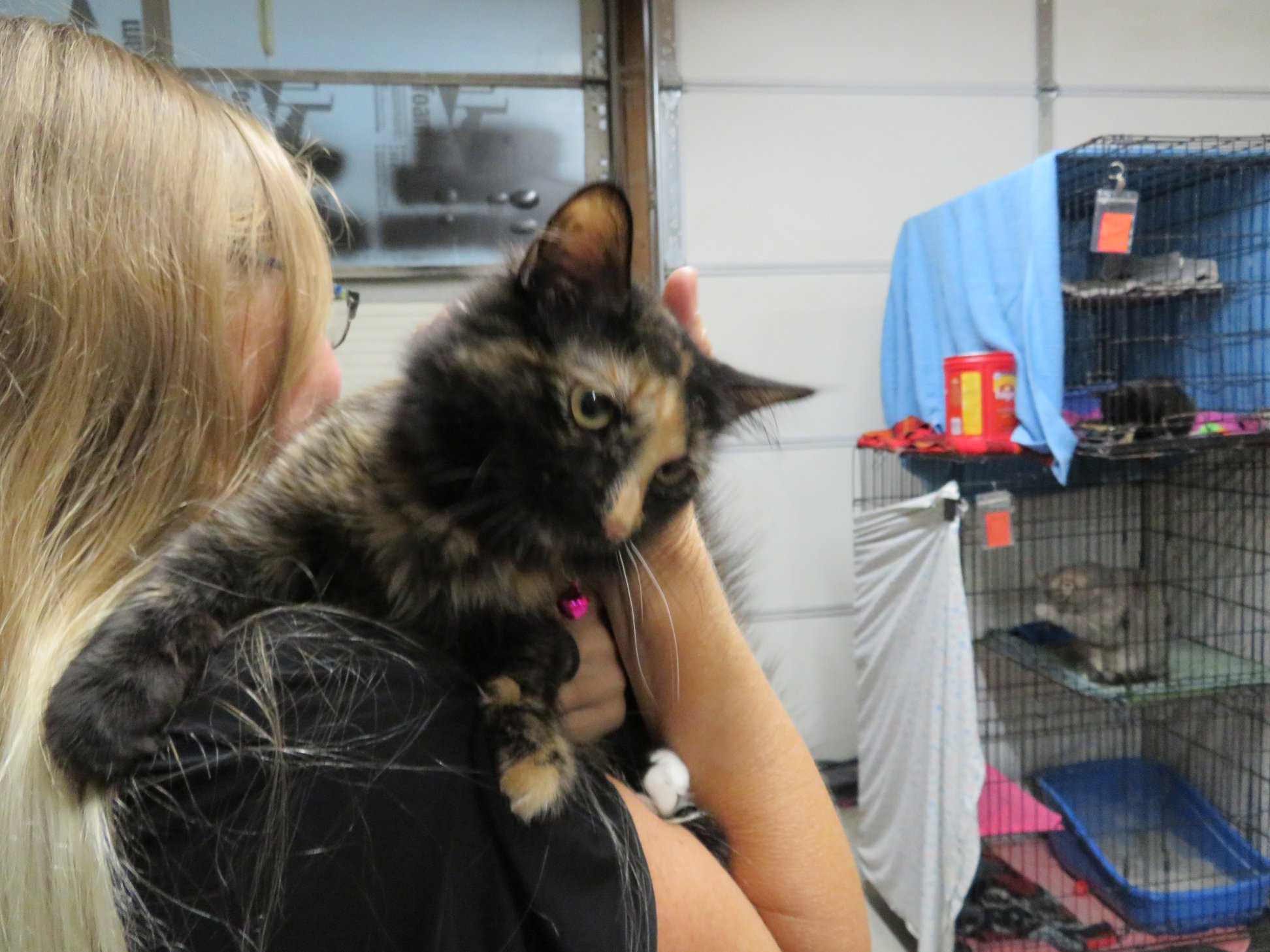 Volunteer holding Mia, a calico cat.