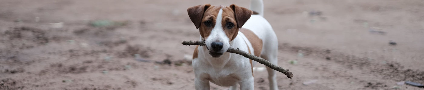 dog fetching stick